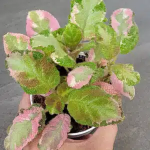 Pink variegated Episcia 'Picasso' online store