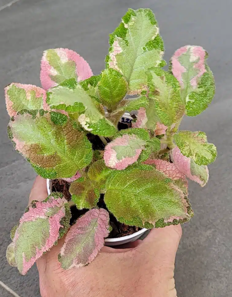 Pink variegated Episcia 'Picasso' online store