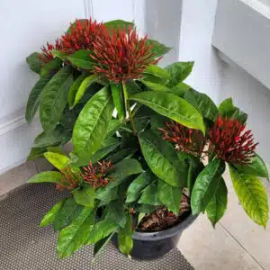 Red Ixora plant online store