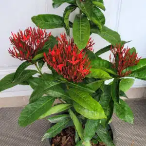 Red Ixora plant for sale