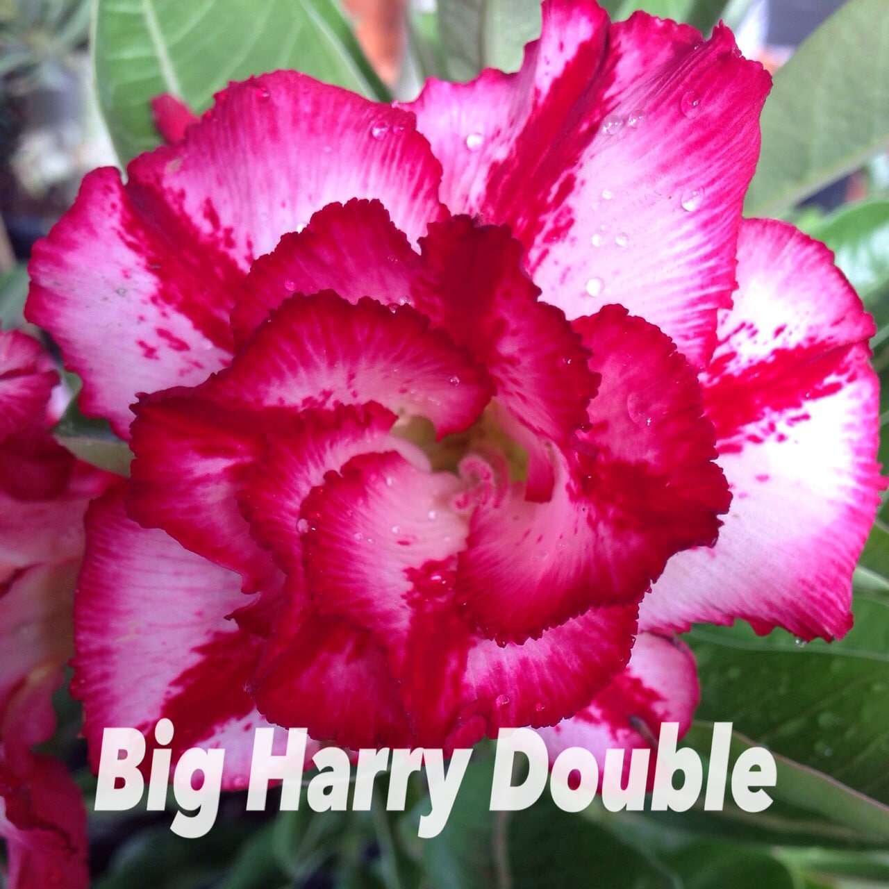 Buy Adenium (Desert Rose) 'Big Harry Double' online