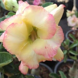 Adenium (Desert Rose) 'Banburi' for sale