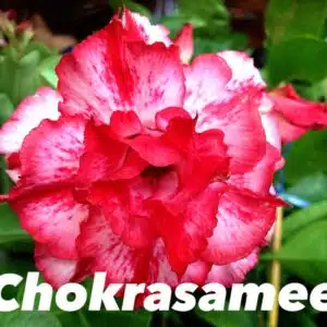 Buy Adenium (Desert Rose) 'Chockrasamee' online