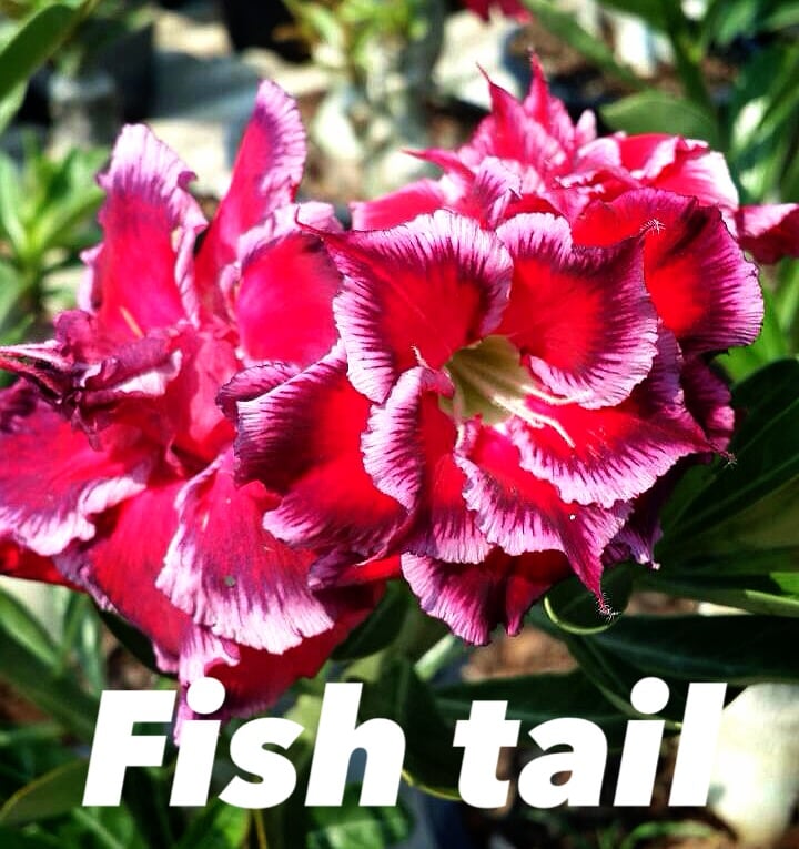 Buy Adenium (Desert Rose) 'Fishtail' online