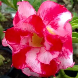 Buy Adenium (Desert Rose) 'Good Morning' online