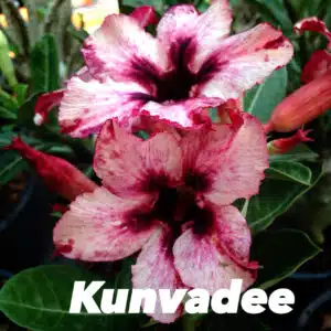 Buy Adenium (Desert Rose) 'Kunvadee' online