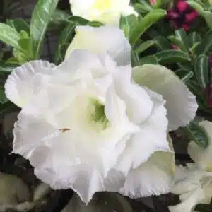 Buy Adenium (Desert Rose) 'Ang Snow' online