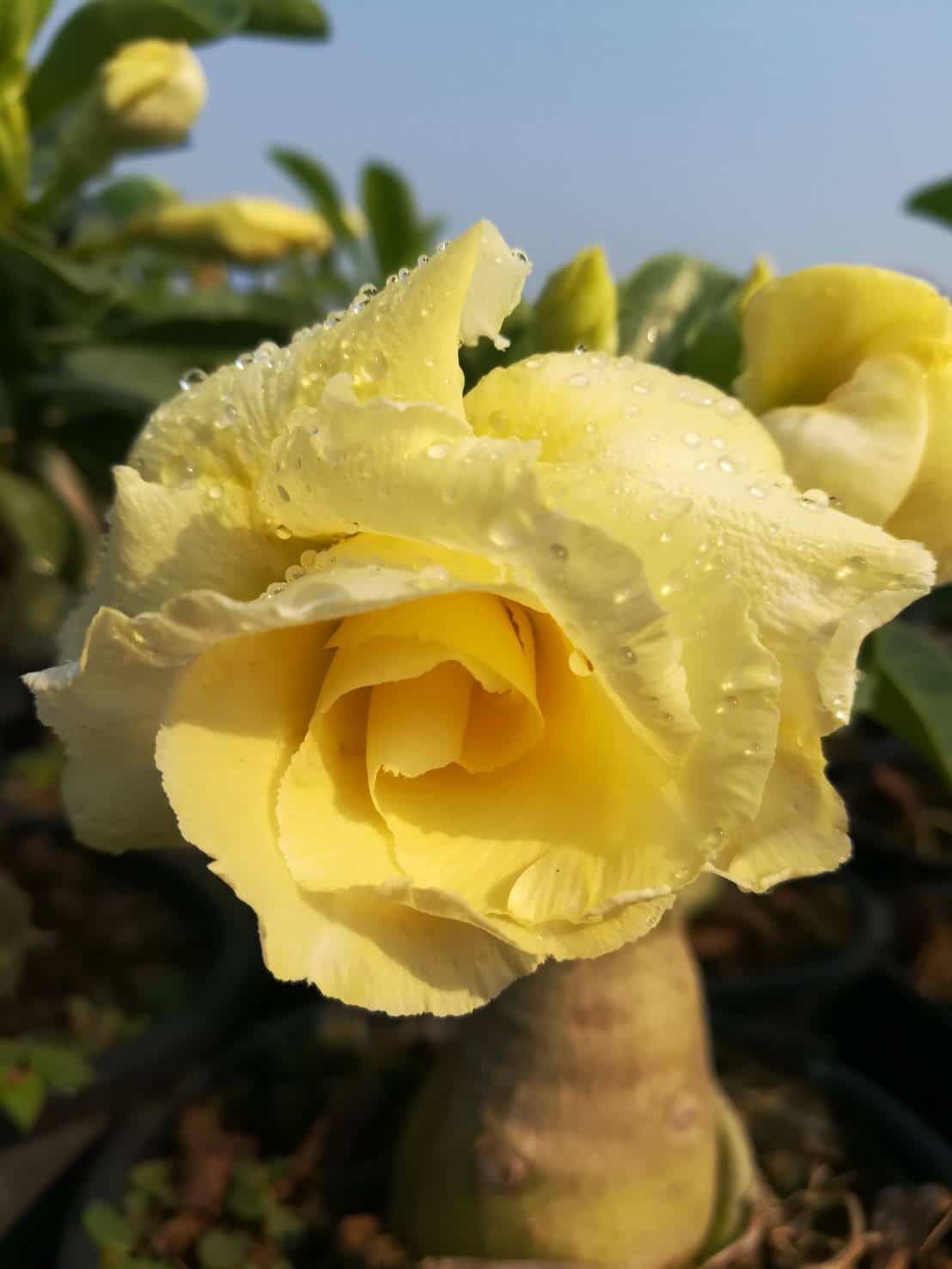 Buy Adenium (Desert Rose) 'Bananas' online