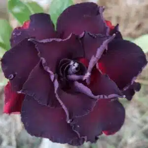 bUY Adenium (Desert Rose) 'Black lamp' ONLINE