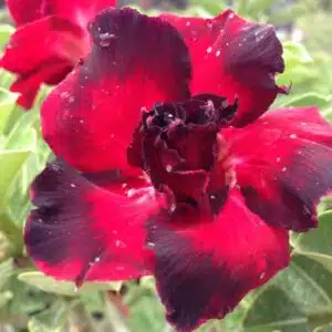 Buy Adenium (Desert Rose) 'Black Rahoo' online