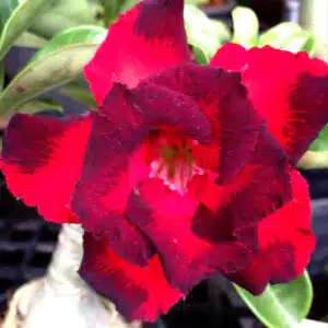 Adenium (Desert Rose) 'Black Rahoo' online store