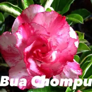 Buy Adenium (Desert Rose) 'Bua chompu' online