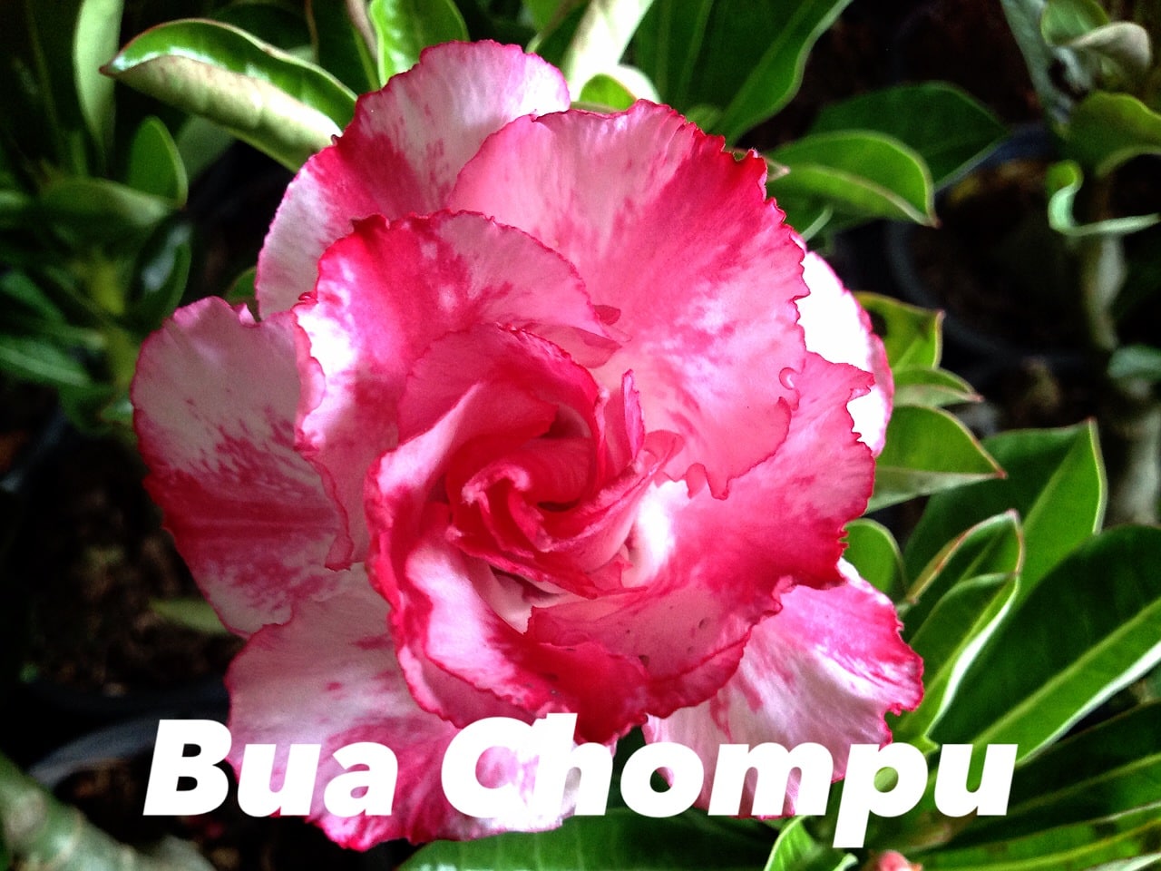 Buy Adenium (Desert Rose) 'Bua chompu' online