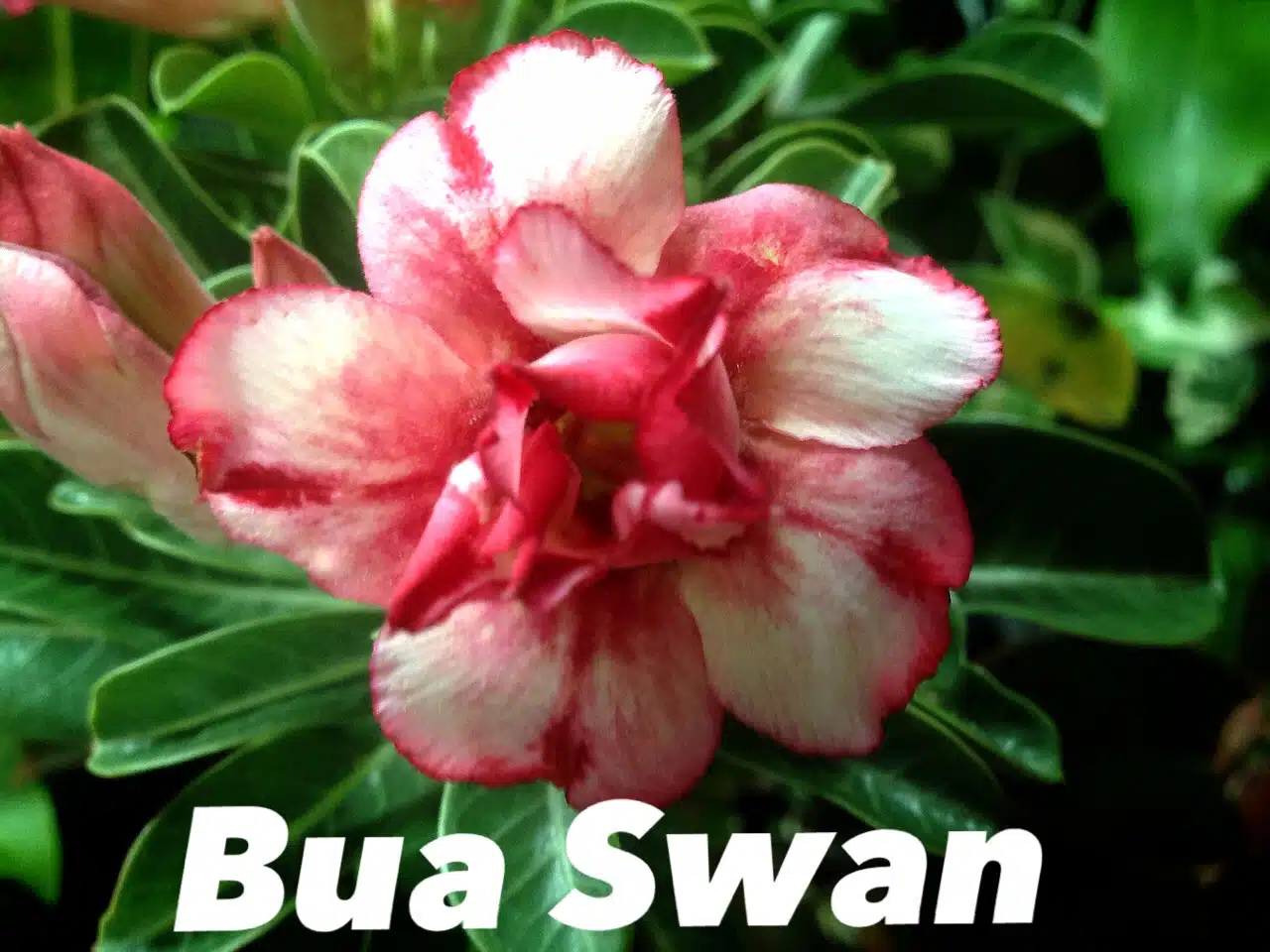 Buy Adenium (Desert Rose) 'Bua Swan' online