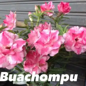 Buy Adenium (Desert Rose) 'Buachompu' online
