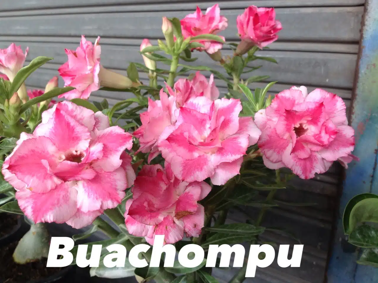 Buy Adenium (Desert Rose) 'Buachompu' online