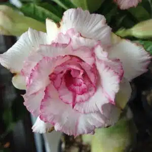 Buy Adenium (Desert Rose) 'Carnation' online