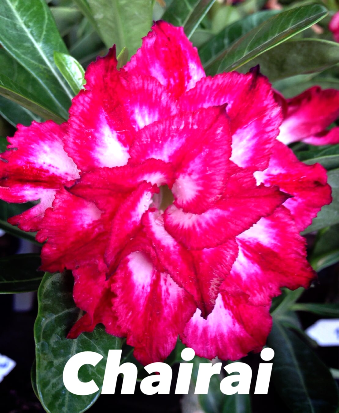 Buy Adenium (Desert Rose) 'Chairai' online