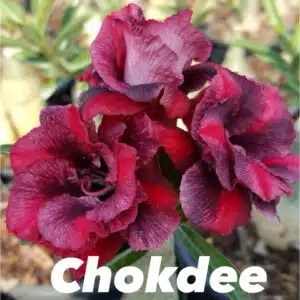 Buy Adenium (Desert Rose) 'Chockdee' online
