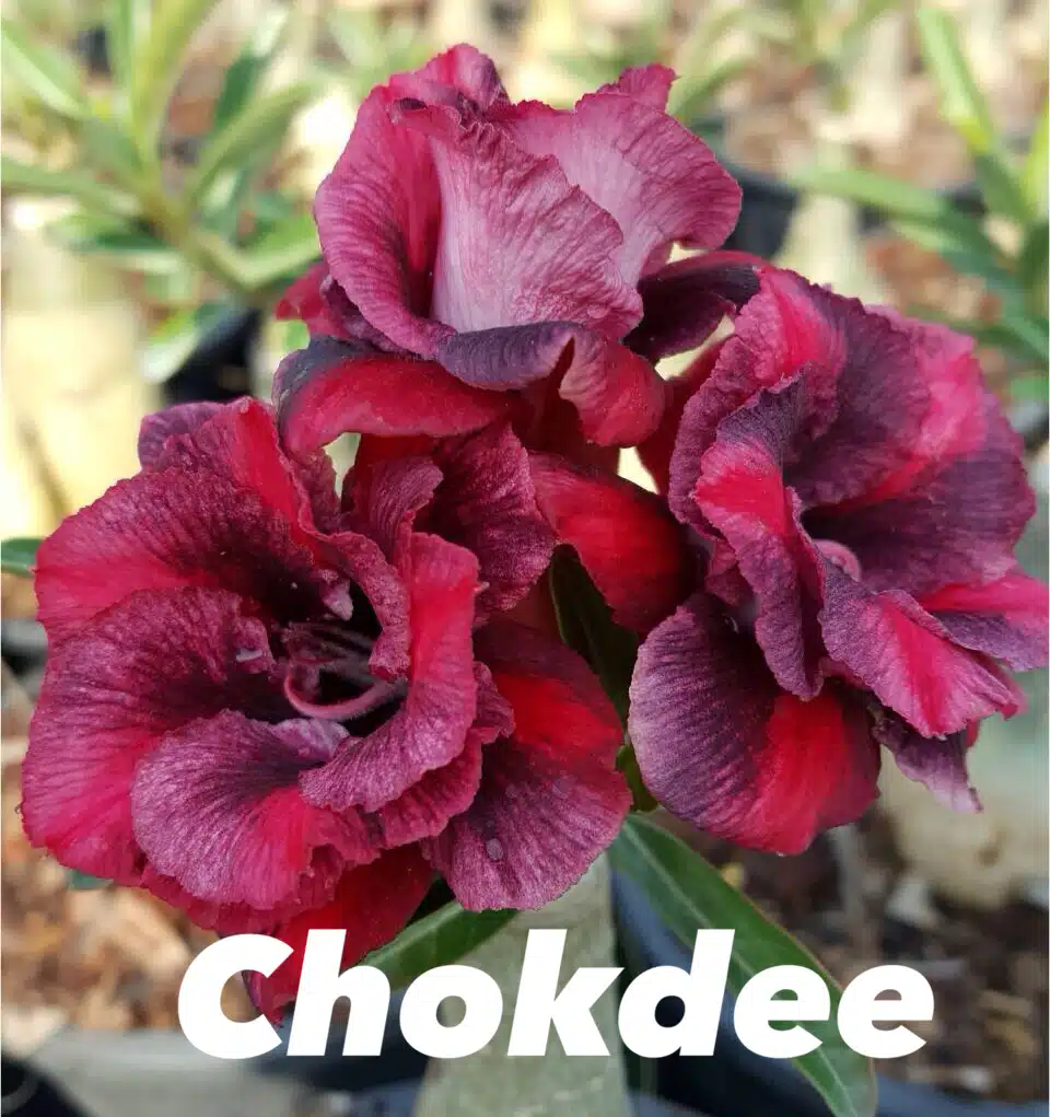 Buy Adenium (Desert Rose) 'Chockdee' online