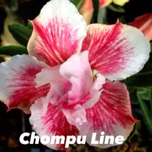 Buy Adenium (Desert Rose) 'Chompu Line' online