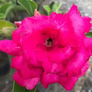 Buy Adenium (Desert Rose) 'Chompu' online