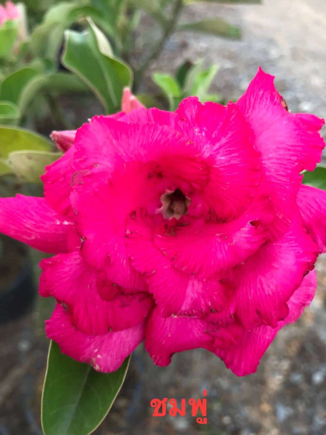 Buy Adenium (Desert Rose) 'Chompu' online
