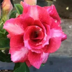 Buy Adenium (Desert Rose) 'Dang Bailay' online