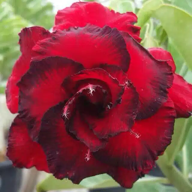 Buy Adenium (Desert Rose) 'Dang Hunsadee' online