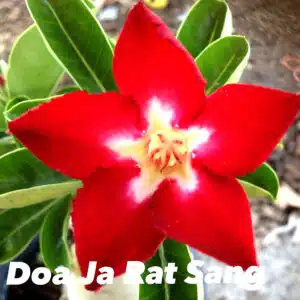 Buy Adenium (Desert Rose) 'Doa Ja Rat Sang' online