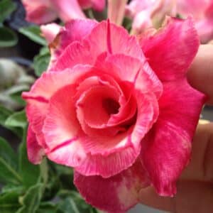 Buy Adenium (Desert Rose) 'Fuji Lava' online