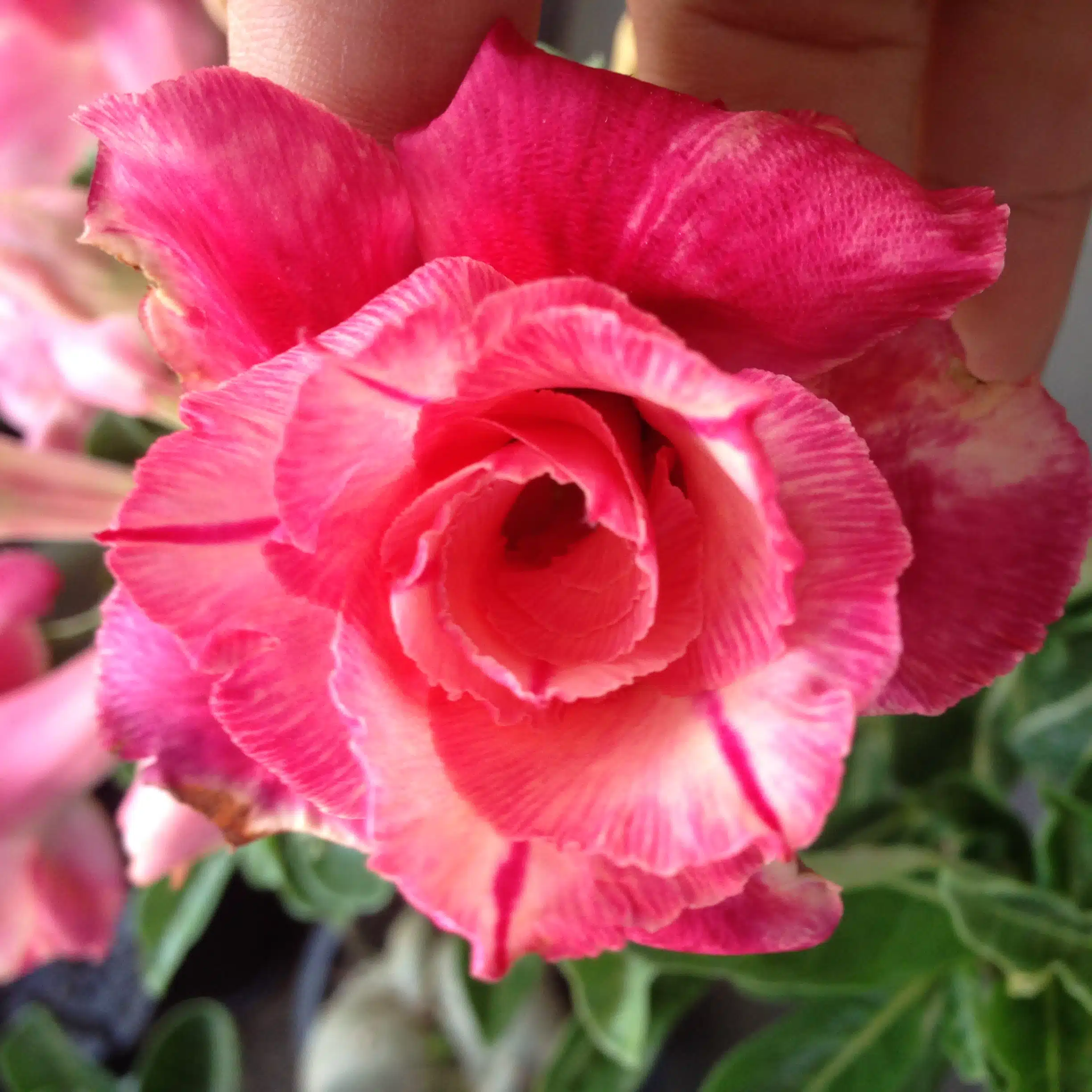 Buy Adenium (Desert Rose) 'Fuji Lava' online