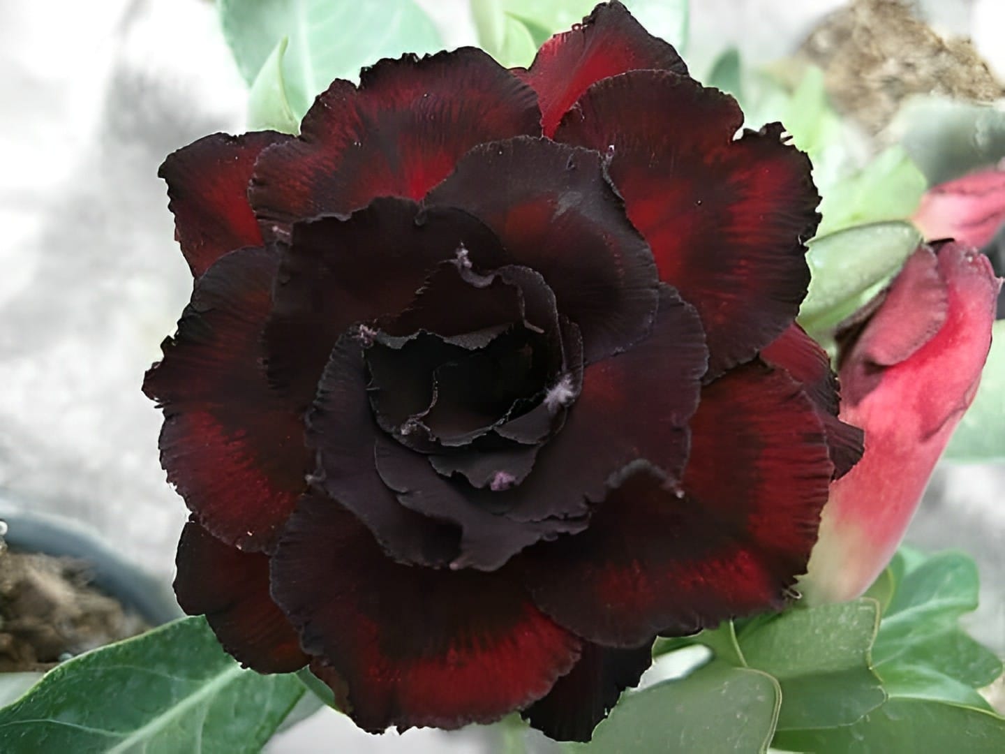Adenium (Desert Rose) 'Good Night' for sale