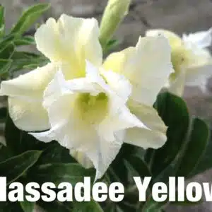 Buy Adenium (Desert Rose) 'Hassadee Yellow' online