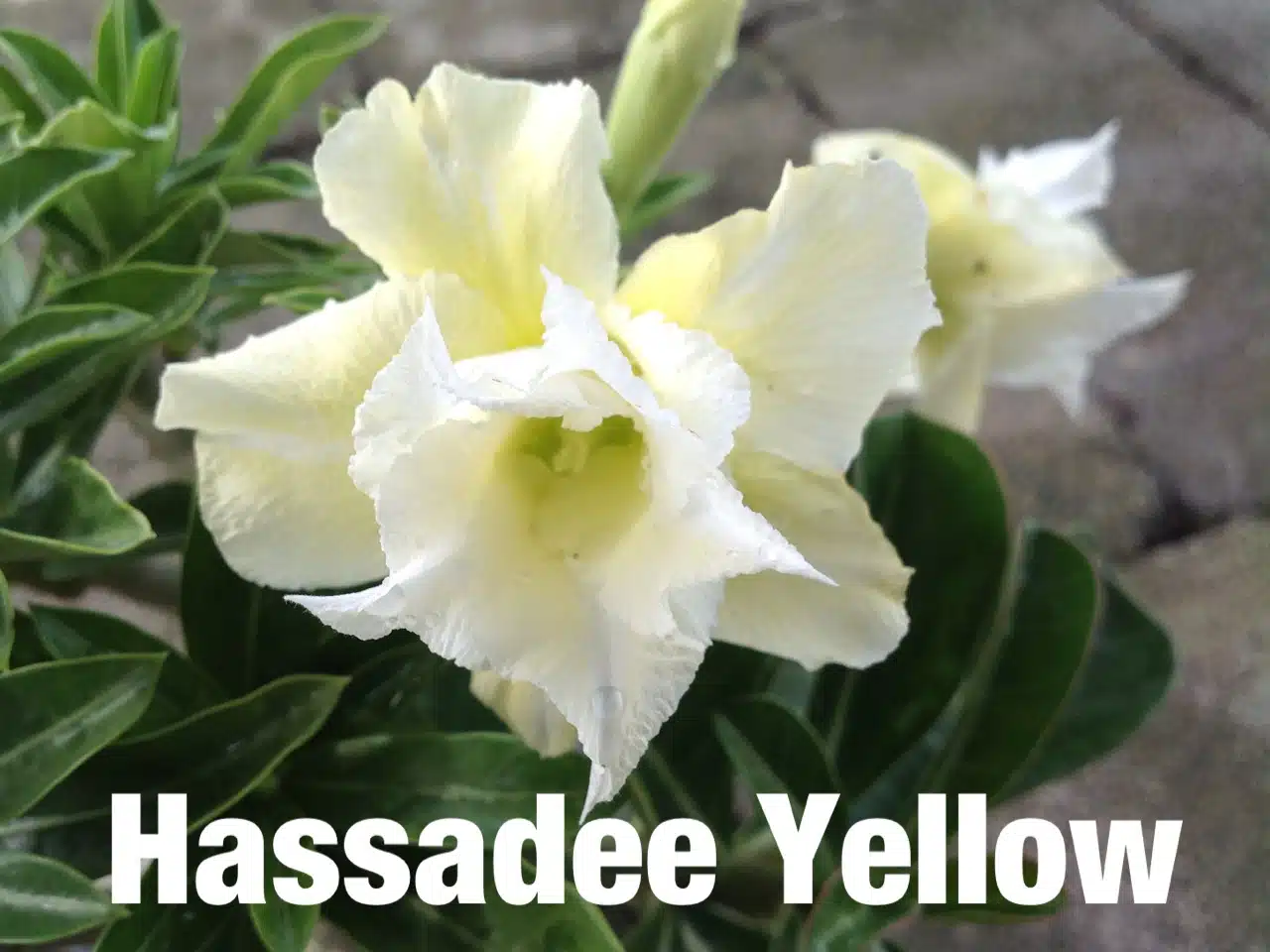 Buy Adenium (Desert Rose) 'Hassadee Yellow' online