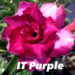 Buy Adenium (Desert Rose) 'IT Purple' online