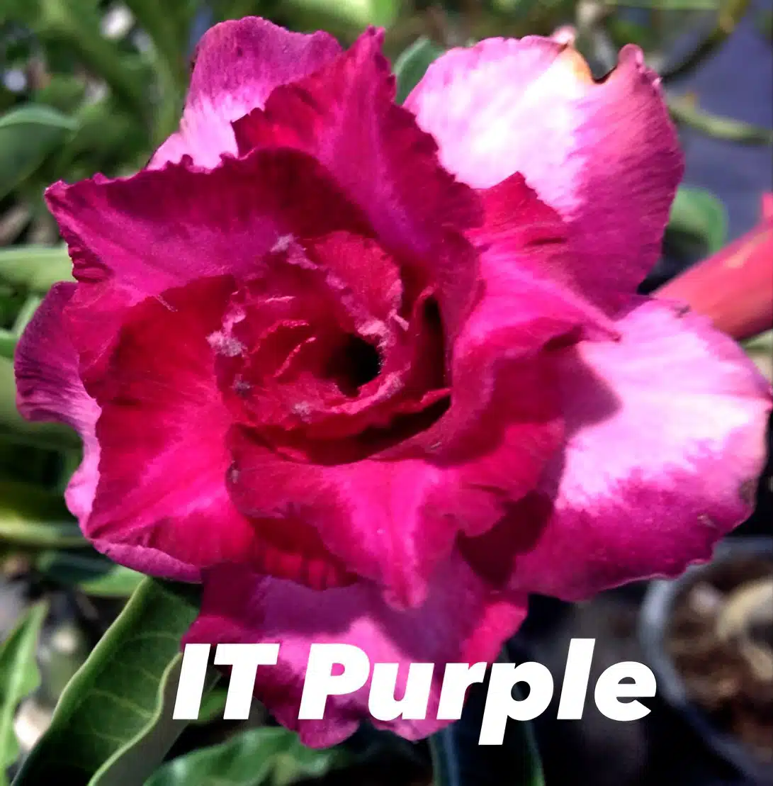 Buy Adenium (Desert Rose) 'IT Purple' online