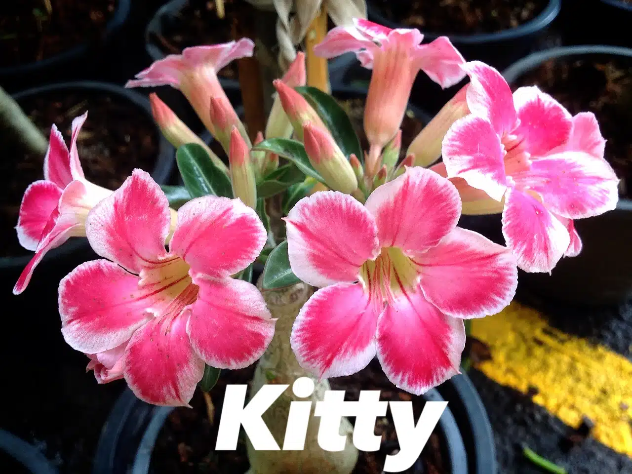Buy Adenium (Desert Rose) 'Kitty' online