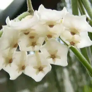 Flowering Hoya linearis