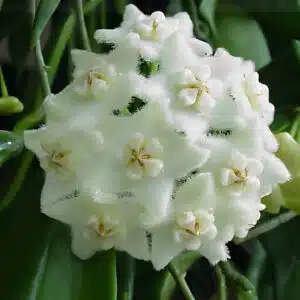 Buy Hoya longifolia rooted cutting online