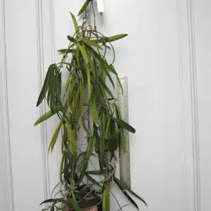 Buy Hoya shepherdii large plant online