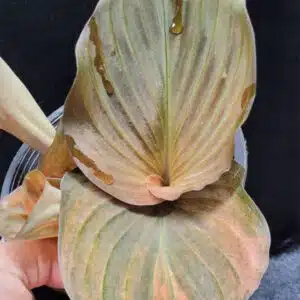 Buy Kaempferia variegata red leaf onin