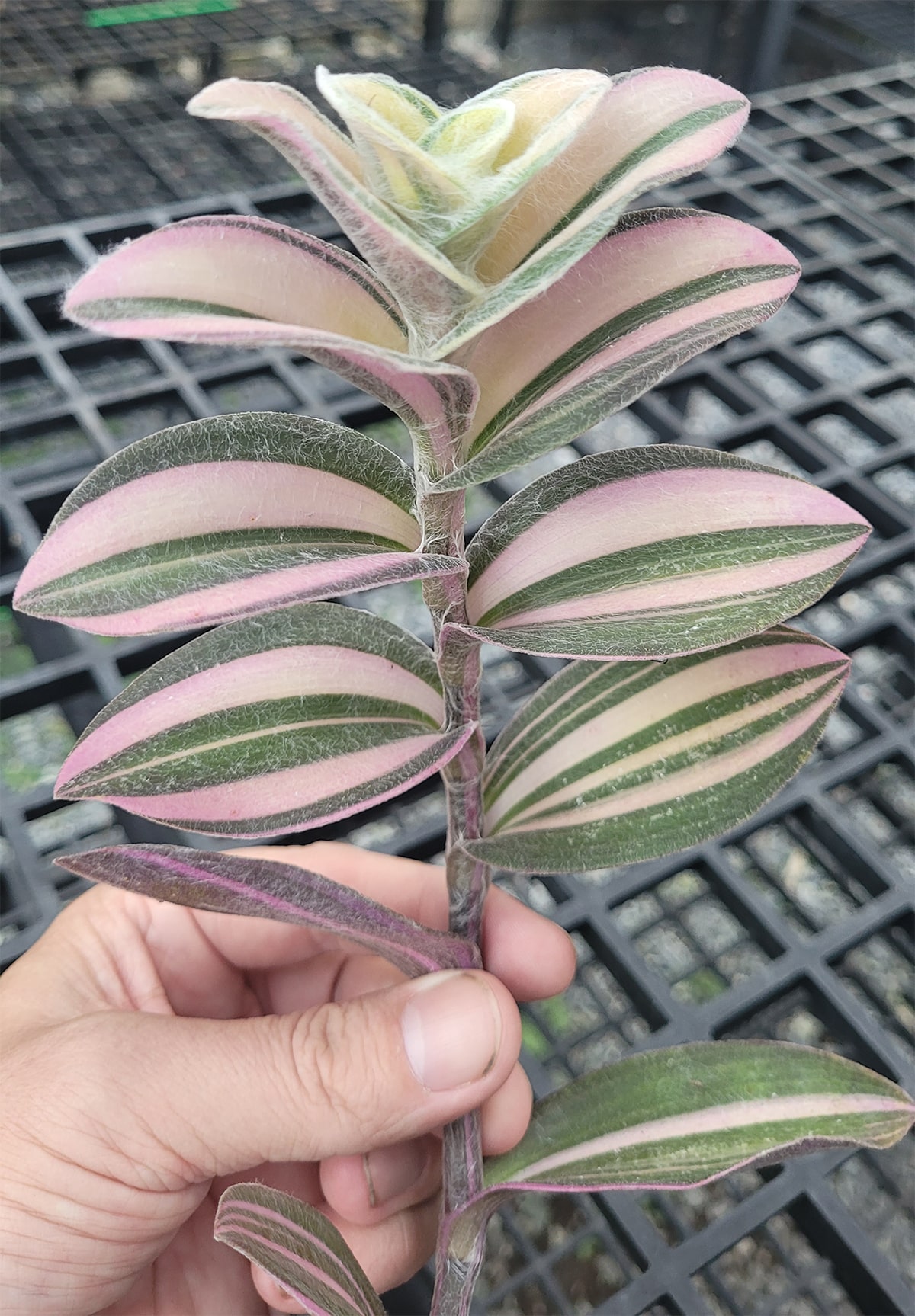 Tradescantia sillamontana pink variegated