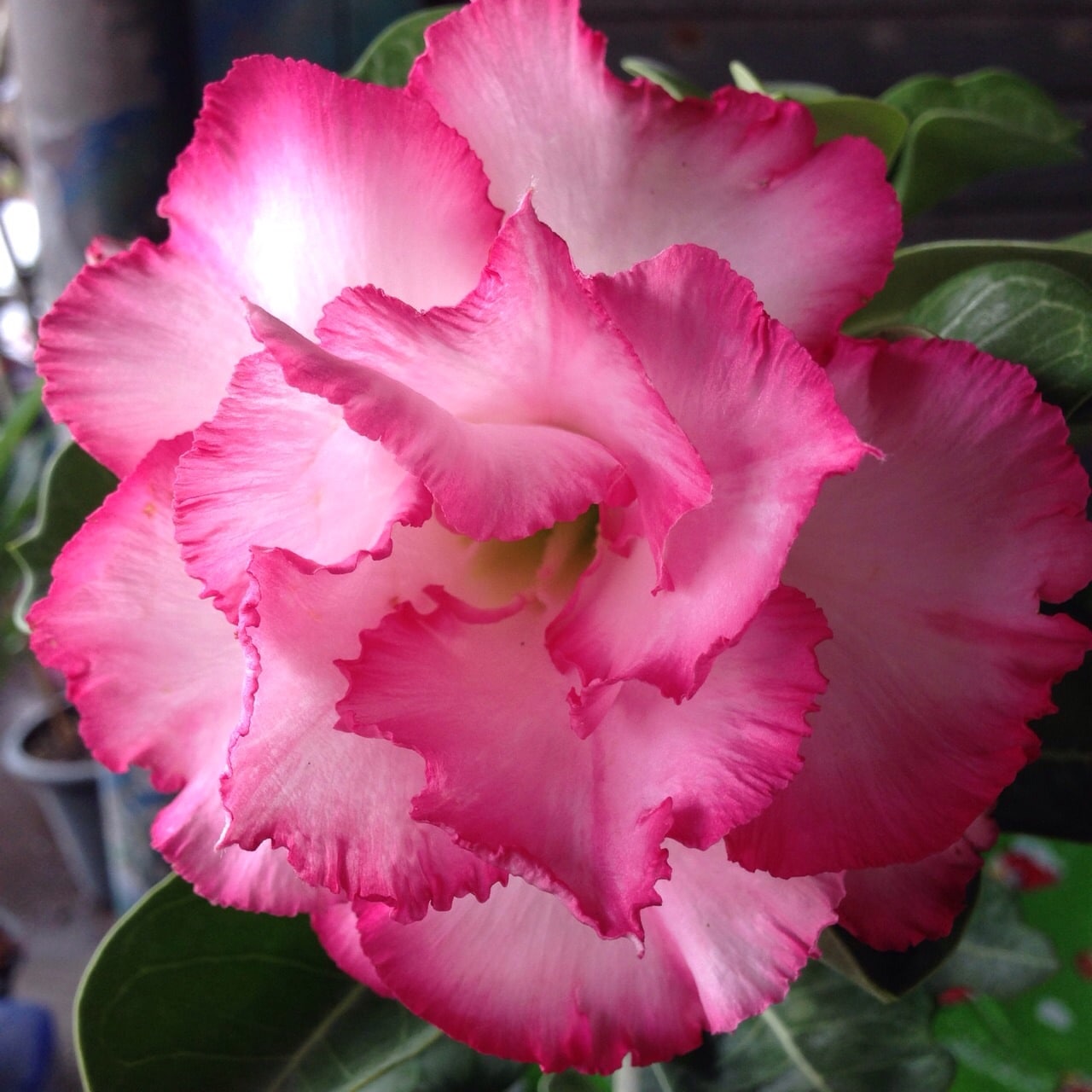 Buy Adenium (Desert Rose) 'Leera' onlin