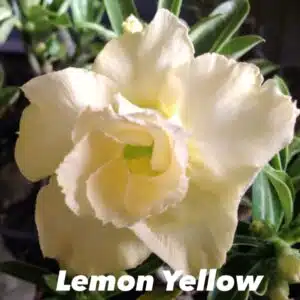 Buy Adenium (Desert Rose) 'Lemon yellow' online