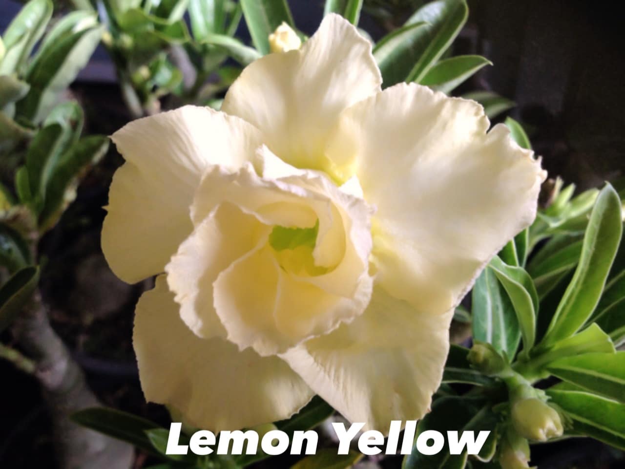 Buy Adenium (Desert Rose) 'Lemon yellow' online