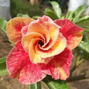 Buy Adenium (Desert Rose) 'Mannakan' online