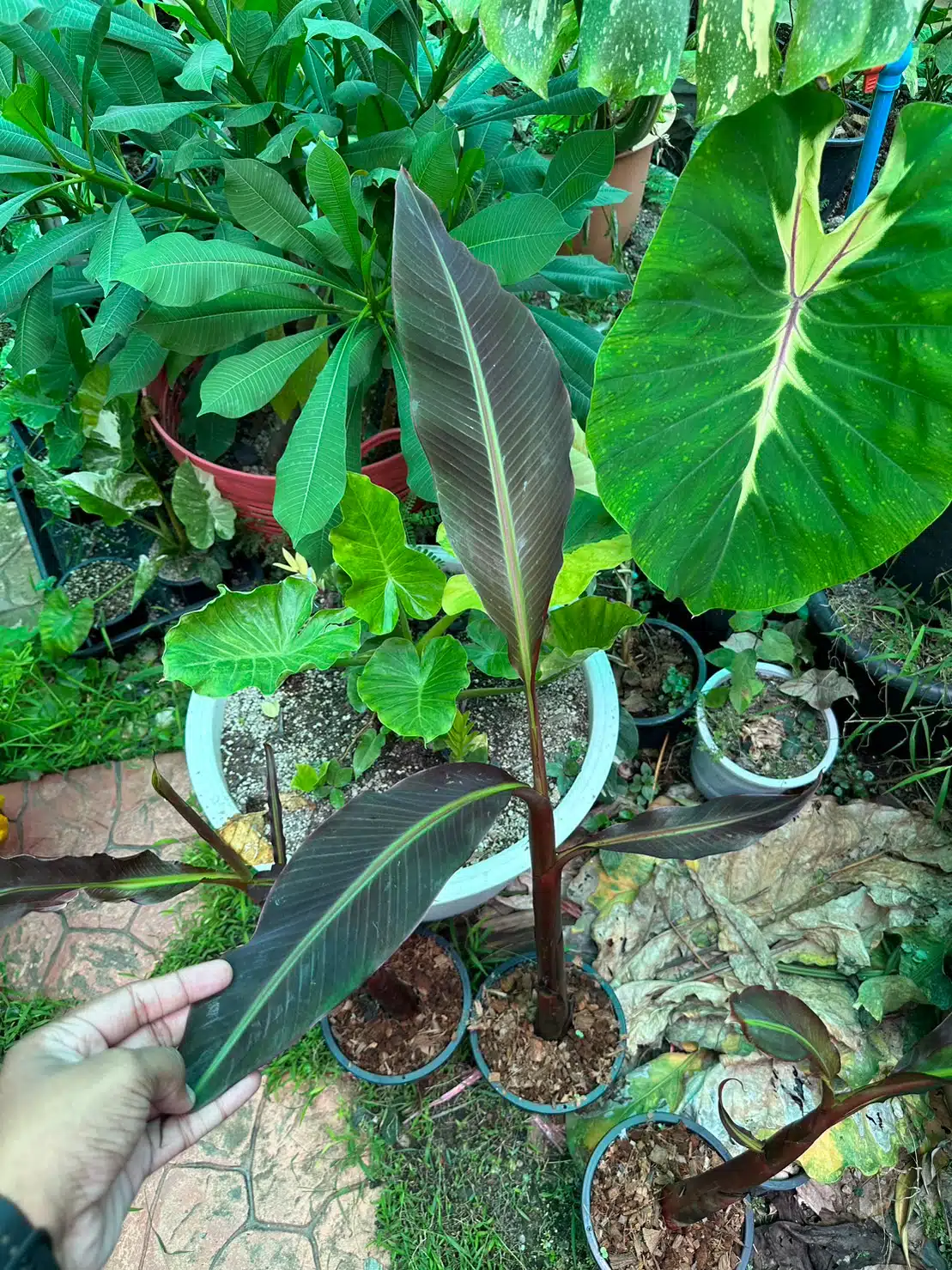 Young plant black variegated banana Musa 'Super Black'