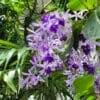 Petrea volubilis (Sandpaper vine)