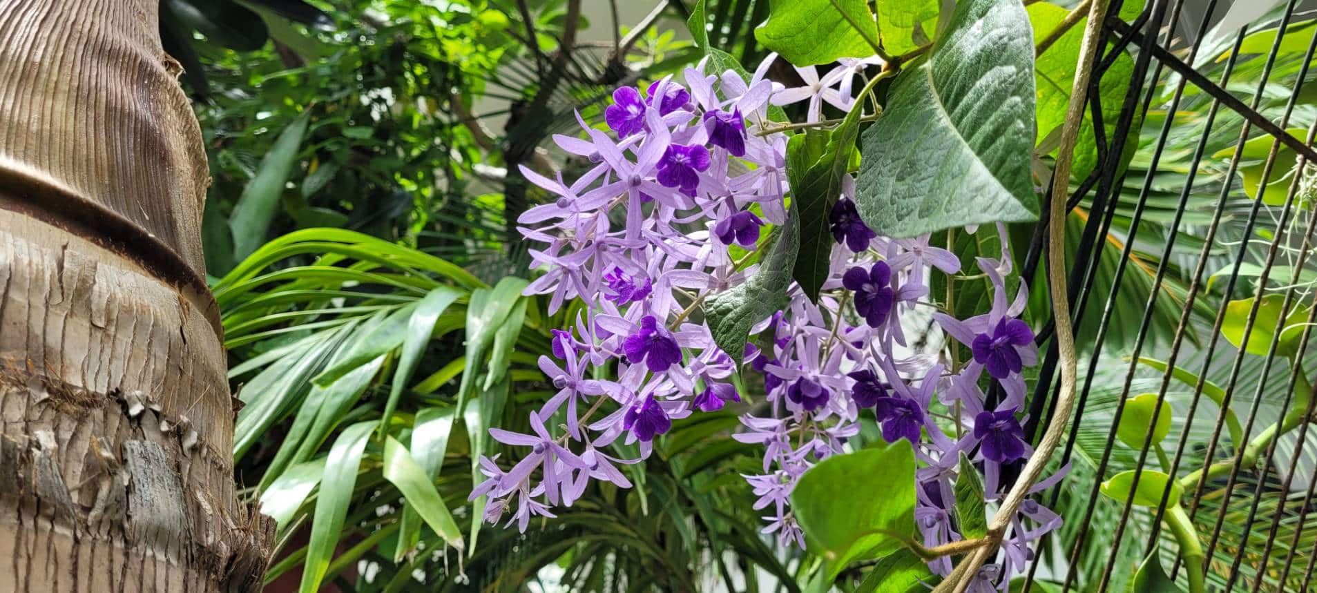 Petrea volubilis (Sandpaper vine)